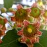 Fotografia 6 da espécie Brachychiton populneus do Jardim Botânico UTAD