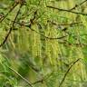 Fotografia 13 da espécie Quercus phellos do Jardim Botânico UTAD