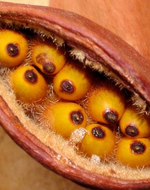 Fotografia 10 da espécie Brachychiton populneus no Jardim Botânico UTAD