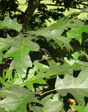 Fotografia 16 da espécie Quercus phellos no Jardim Botânico UTAD