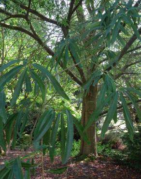 Fotografia 17 da espécie Quercus phellos no Jardim Botânico UTAD