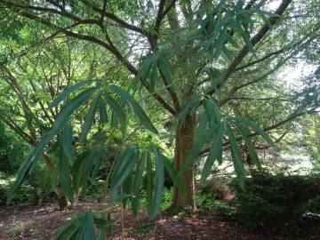 Fotografia da espécie Quercus phellos