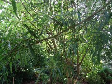 Fotografia da espécie Quercus phellos