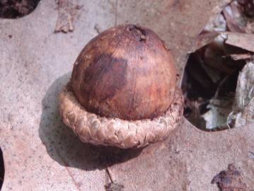 Fotografia da espécie Quercus rubra