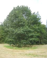 Fotografia da espécie Quercus rubra