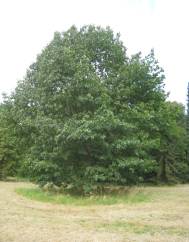Quercus rubra