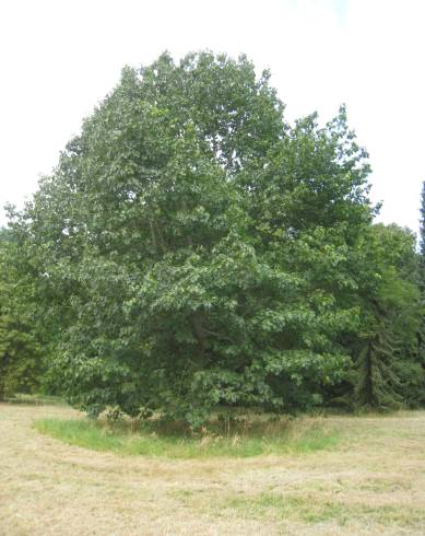 Fotografia de capa Quercus rubra - do Jardim Botânico