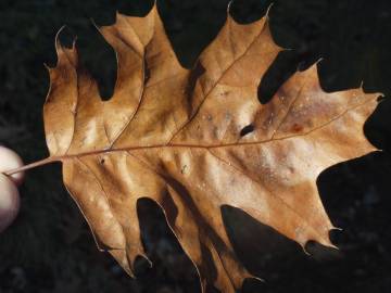 Fotografia da espécie Quercus rubra