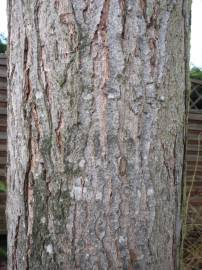 Fotografia da espécie Quercus rubra