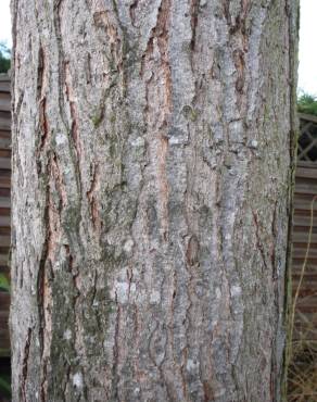 Fotografia 16 da espécie Quercus rubra no Jardim Botânico UTAD