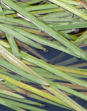 Fotografia 1 da espécie Vallisneria spiralis no Jardim Botânico UTAD