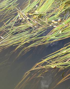 Fotografia 5 da espécie Vallisneria spiralis no Jardim Botânico UTAD