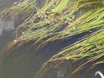 Fotografia da espécie Vallisneria spiralis