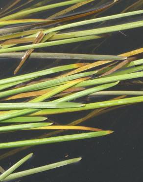 Fotografia 6 da espécie Vallisneria spiralis no Jardim Botânico UTAD