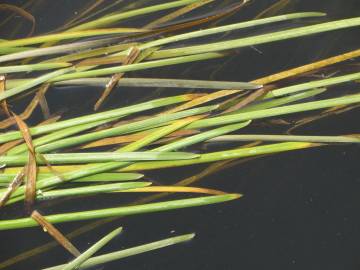 Fotografia da espécie Vallisneria spiralis