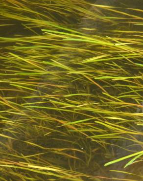 Fotografia 7 da espécie Vallisneria spiralis no Jardim Botânico UTAD