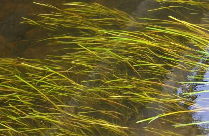 Fotografia da espécie Vallisneria spiralis