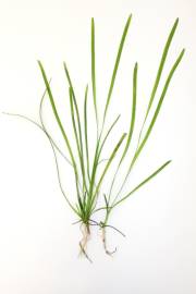 Fotografia da espécie Vallisneria spiralis