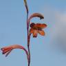 Fotografia 8 da espécie Watsonia meriana do Jardim Botânico UTAD