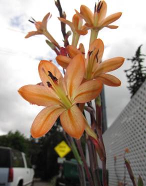 Fotografia 9 da espécie Watsonia meriana no Jardim Botânico UTAD