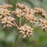 Fotografia 12 da espécie Torilis japonica do Jardim Botânico UTAD