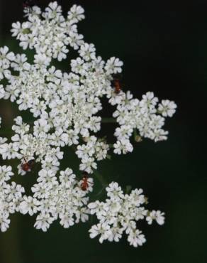 Fotografia 13 da espécie Torilis japonica no Jardim Botânico UTAD