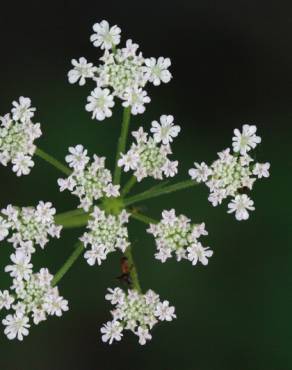 Fotografia 14 da espécie Torilis japonica no Jardim Botânico UTAD