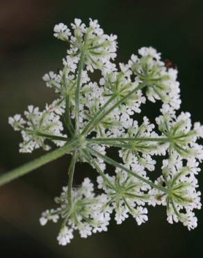 Fotografia 1 da espécie Torilis japonica no Jardim Botânico UTAD