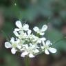 Fotografia 15 da espécie Torilis japonica do Jardim Botânico UTAD