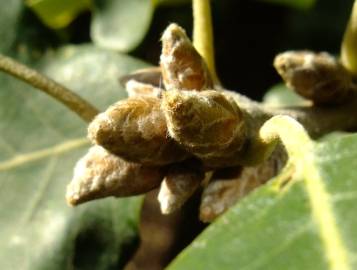 Fotografia da espécie Quercus canariensis