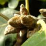 Fotografia 9 da espécie Quercus canariensis do Jardim Botânico UTAD