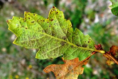 Fotografia da espécie Quercus canariensis