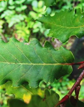 Fotografia 17 da espécie Quercus canariensis no Jardim Botânico UTAD