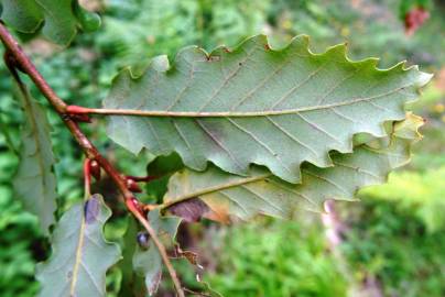 Fotografia da espécie Quercus canariensis