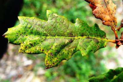 Fotografia da espécie Quercus canariensis