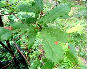 Fotografia da espécie Quercus canariensis