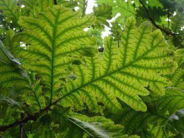 Fotografia da espécie Quercus frainetto