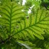 Fotografia 9 da espécie Quercus frainetto do Jardim Botânico UTAD