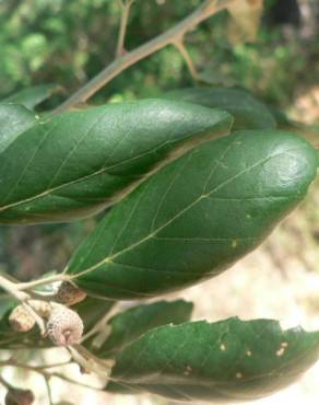 Fotografia 13 da espécie Quercus suber no Jardim Botânico UTAD
