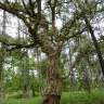 Fotografia 14 da espécie Quercus suber do Jardim Botânico UTAD