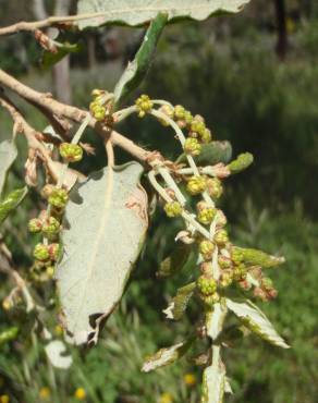 Fotografia 15 da espécie Quercus suber no Jardim Botânico UTAD