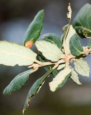 Fotografia 19 da espécie Quercus suber no Jardim Botânico UTAD