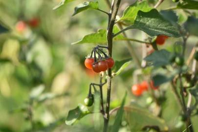 Fotografia da espécie Solanum villosum