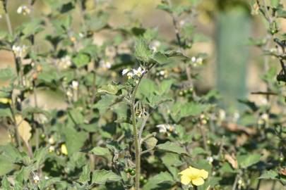 Fotografia da espécie Solanum villosum