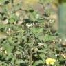 Fotografia 9 da espécie Solanum villosum do Jardim Botânico UTAD