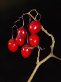 Fotografia da espécie Solanum villosum
