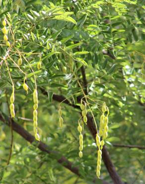 Fotografia 8 da espécie Styphnolobium japonicum no Jardim Botânico UTAD