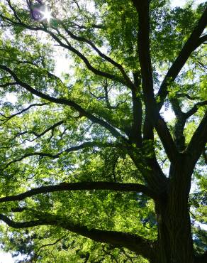 Fotografia 10 da espécie Styphnolobium japonicum no Jardim Botânico UTAD