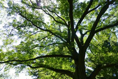 Fotografia da espécie Styphnolobium japonicum