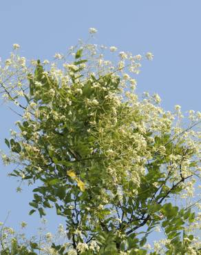 Fotografia 11 da espécie Styphnolobium japonicum no Jardim Botânico UTAD